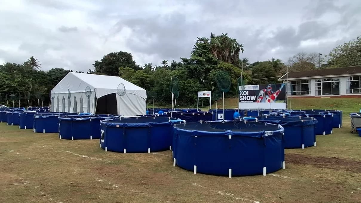 Rows of round blue koi show vats set out on the grass under an open white marquee at a sports club, nishikigoi visible in the clear water and visitors in winter jackets leaning over to look at the fish