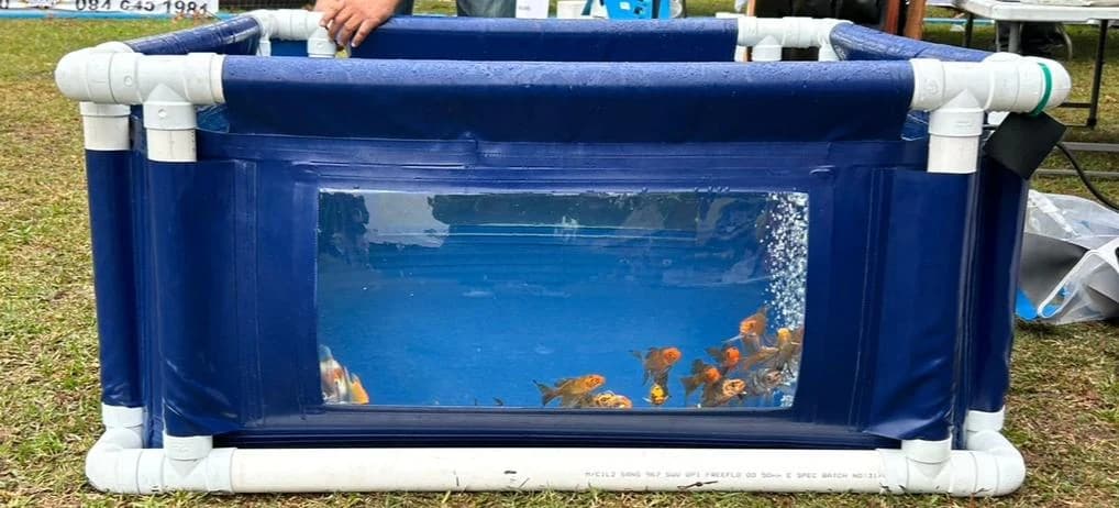 Square Minurphy koi vat with a clear PVC viewing window and live koi visible inside